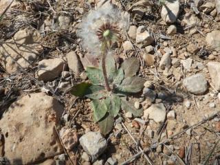 Img.VTax3377.Ex1.Img3