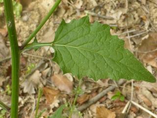 Img.VTax3382.Ex1.Img6