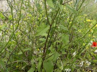 Img.VTax3382.Ex1.Img9
