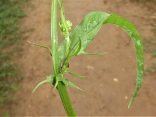 Img.VTax3391.Ex1.Img1