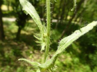 Img.VTax3391.Ex1.Img4