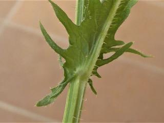 Img.VTax3391.Ex1.Img5