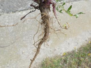 Img.VTax3392.Ex1.Img3