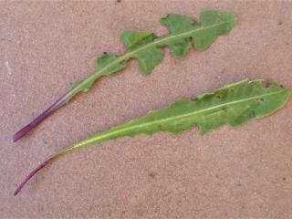 Img.VTax3393.Ex2.Img1