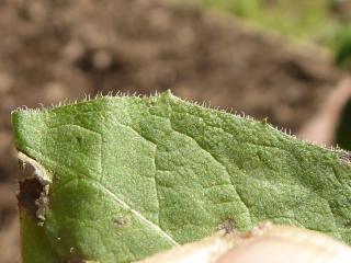 Img.VTax3393.Ex2.Img3