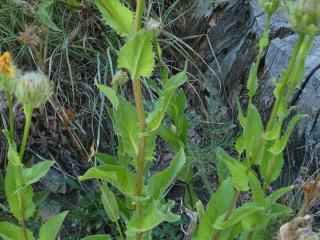 Img.VTax3394.Ex1.Img4