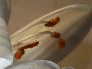 Img.VTax3544.Ex1.Img5