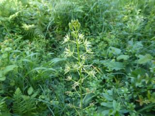Img.VTax3545.Ex2.Img1