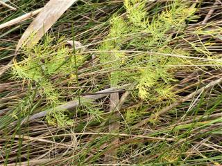Img.VTax3596.Ex1.Img8