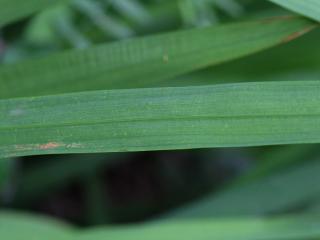 Img.VTax3645.Ex1.Img3