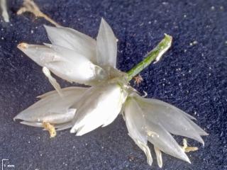 Img.VTax3684.Ex3.Img1