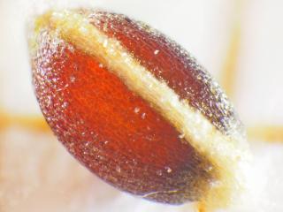 Img.VTax3684.Ex3.Img4