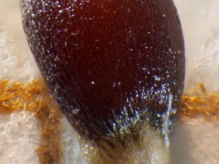 Img.VTax3684.Ex3.Img5