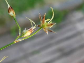 Img.VTax3687.Ex1.Img1