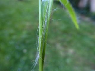 Img.VTax3687.Ex1.Img4