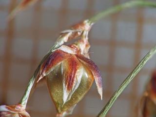 Img.VTax3687.Ex3.Img1