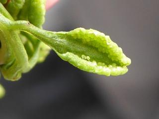 Img.VTax37.Ex1.Img6