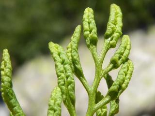 Img.VTax37.Ex1.Img8
