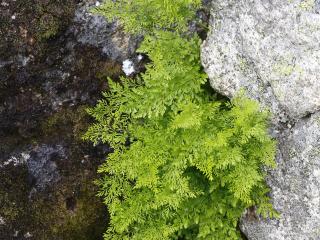 Img.VTax37.Ex4.Img1
