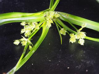 Img.VTax3728.Ex2.Img1