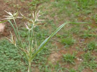 Img.VTax3731.Ex2.Img1