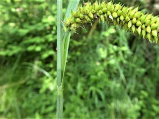 Img.VTax3776.Ex1.Img5