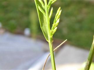 Img.VTax3889.Ex1.Img2