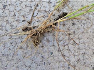 Img.VTax3889.Ex1.Img5