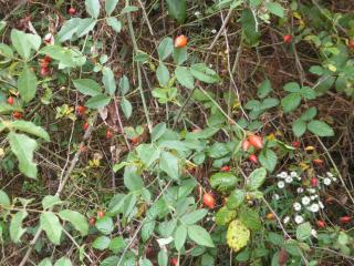 Img.VTax404.Ex1.Img3