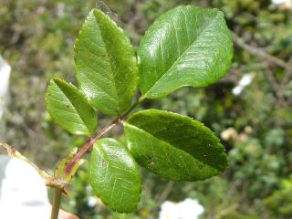 Img.VTax404.Ex1.Img6
