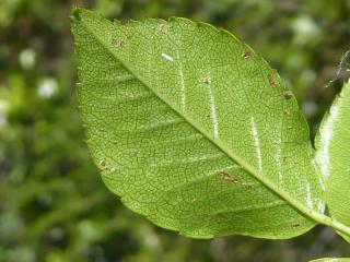 Img.VTax404.Ex1.Img7