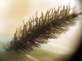 Img.VTax4137.Ex1.Img6