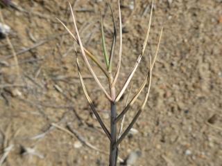 Img.VTax4157.Ex2.Img1