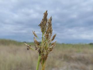 Img.VTax4157.Ex2.Img3