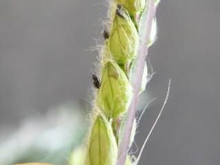 Img.VTax4182.Ex1.Img4