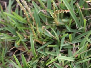 Img.VTax4186.Ex2.Img1