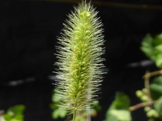 Img.VTax4193.Ex2.Img1