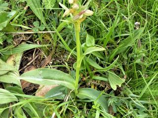Img.VTax4243.Ex1.Img3