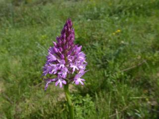 Img.VTax4285.Ex1.Img1