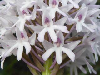 Img.VTax4285.Ex1.Img3
