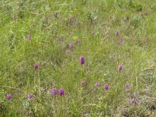 Img.VTax4285.Ex1.Img6
