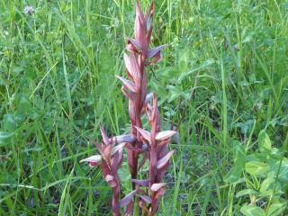 Img.VTax4286.Ex1.Img7