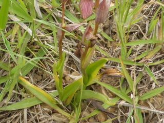 Img.VTax4288.Ex1.Img3