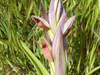 Img.VTax4289.Ex1.Img3