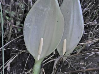 Img.VTax4319.Ex4.Img1