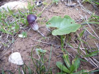 Img.VTax4322.Ex2.Img1