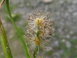 Img.VTax4333.Ex1.Img9