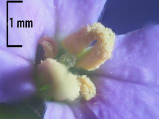 Img.VTax4399.Ex1.Img1