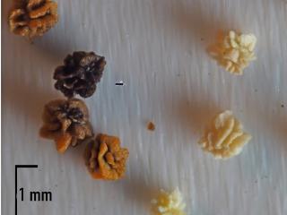 Img.VTax4456.Ex1.Img1