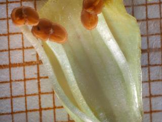 Img.VTax4470.Ex1.Img9